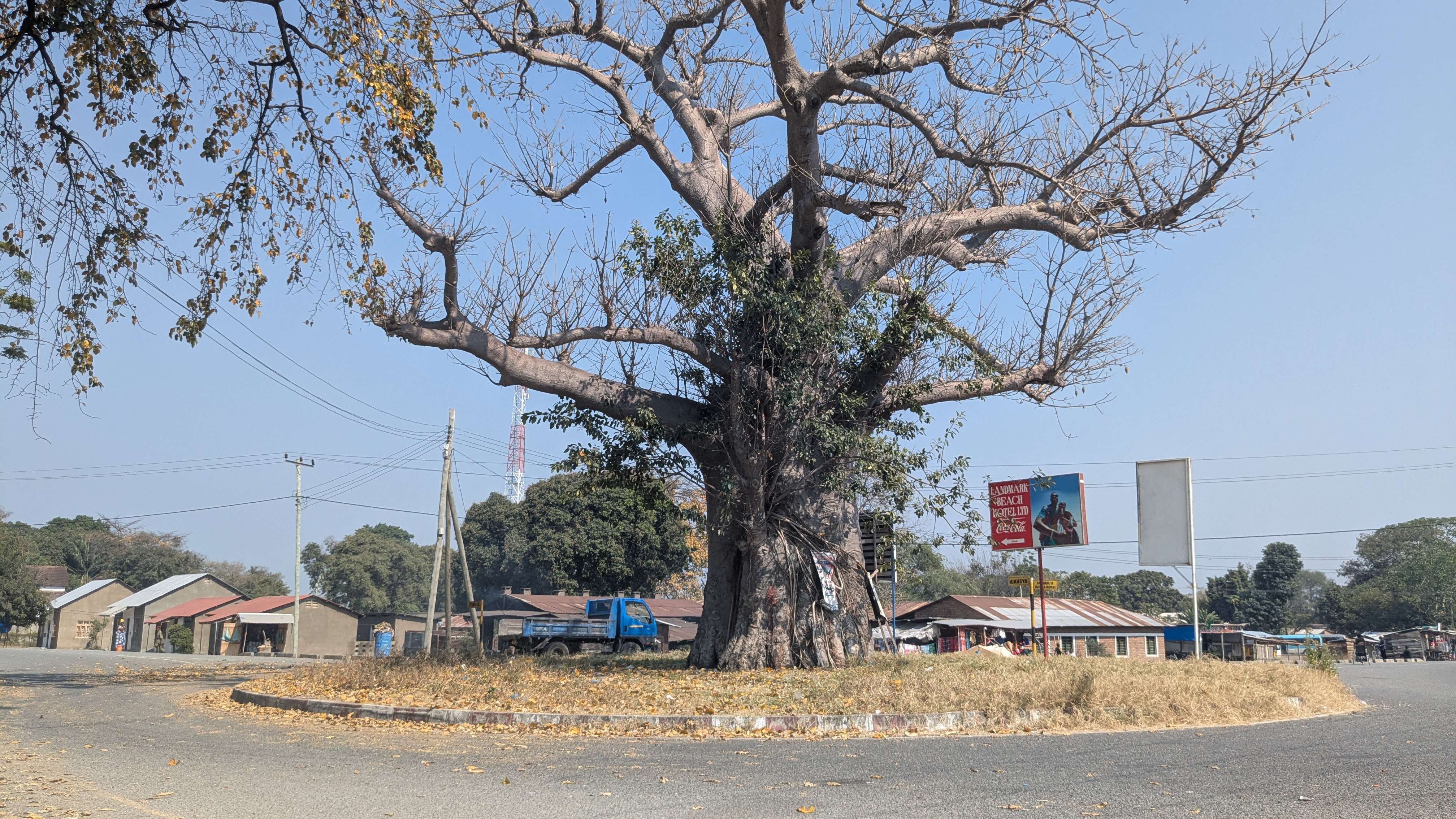 Ancient baobab tree on the journey to Lake Nyassa